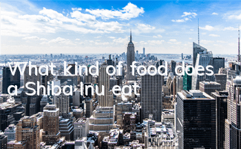 What kind of food does a Shiba Inu eat?