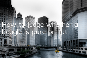 How to judge whether a beagle is pure or not?