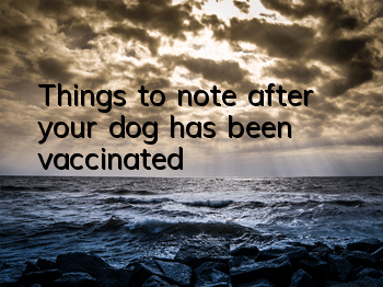 Things to note after your dog has been vaccinated