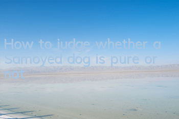 How to judge whether a Samoyed dog is pure or not?