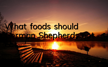 What foods should German Shepherds not eat?