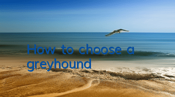 How to choose a greyhound