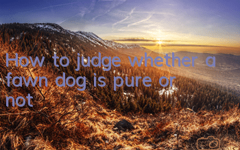 How to judge whether a fawn dog is pure or not