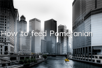 How to feed Pomeranian