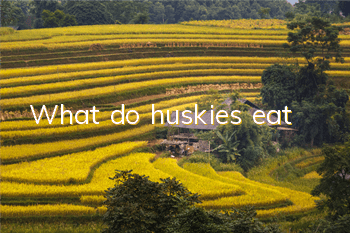 What do huskies eat?