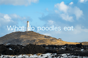 What do poodles eat?