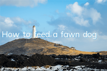 How to feed a fawn dog