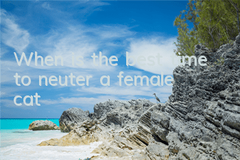 TWhen is the best time to neuter a female cat?
