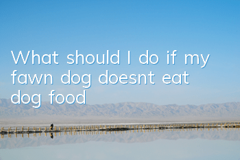 What should I do if my fawn dog doesn’t eat dog food?