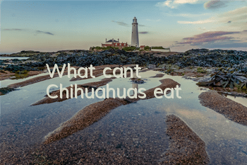 What can’t Chihuahuas eat?