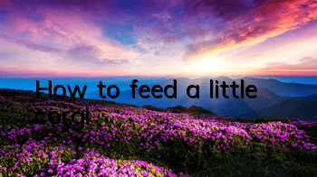 How to feed a little corgi