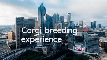 Corgi breeding experience