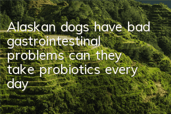 Alaskan dogs have bad gastrointestinal problems, can they take probiotics every day?