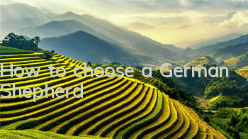 How to choose a German Shepherd