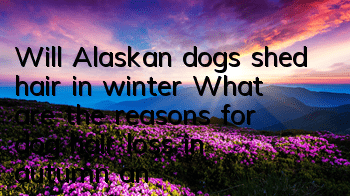 Will Alaskan dogs shed hair in winter? What are the reasons for dog hair loss in autumn and winter?