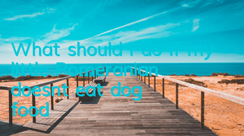 What should I do if my little Pomeranian doesn’t eat dog food?