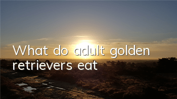 What do adult golden retrievers eat?