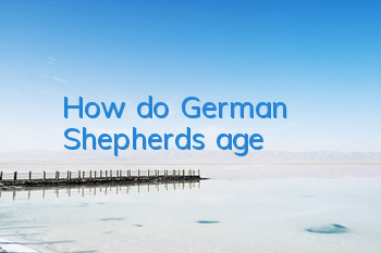 How do German Shepherds age?
