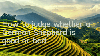 How to judge whether a German Shepherd is good or bad