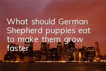 What should German Shepherd puppies eat to make them grow faster?