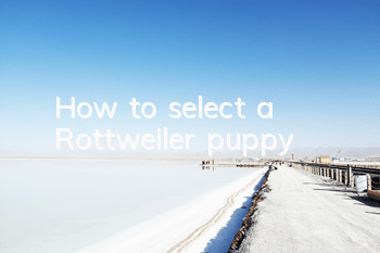 How to select a Rottweiler puppy