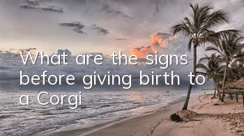 What are the signs before giving birth to a Corgi?