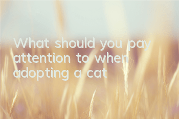 TWhat should you pay attention to when adopting a cat?
