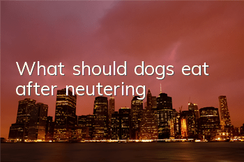 What should dogs eat after neutering?