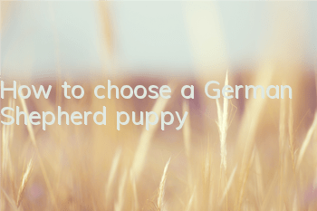 How to choose a German Shepherd puppy