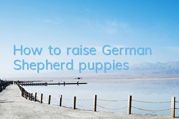 How to raise German Shepherd puppies