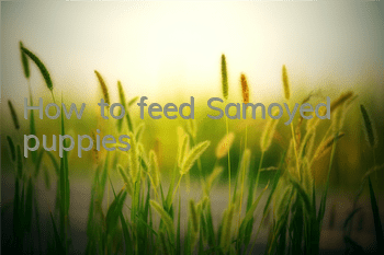 How to feed Samoyed puppies