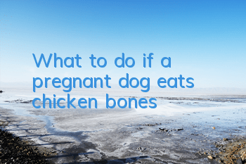 TWhat to do if a pregnant dog eats chicken bones