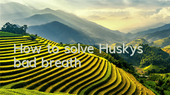How to solve Husky’s bad breath