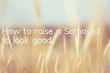 How to raise a Samoyed to look good