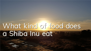 What kind of food does a Shiba Inu eat?