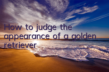 How to judge the appearance of a golden retriever