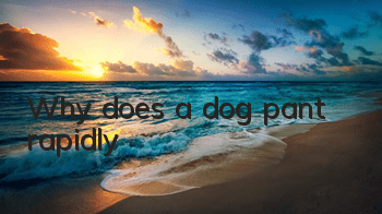 TWhy does a dog pant rapidly?