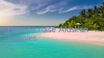 How to raise Alaskan puppies