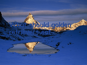 What should golden retrievers eat?