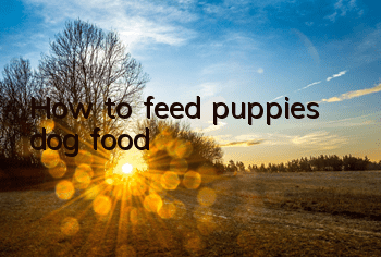 How to feed puppies dog food