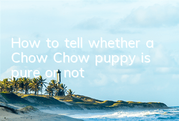 How to tell whether a Chow Chow puppy is pure or not