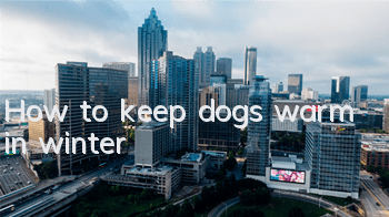 How to keep dogs warm in winter