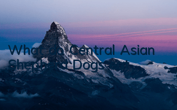 What do Central Asian Shepherd Dogs eat?