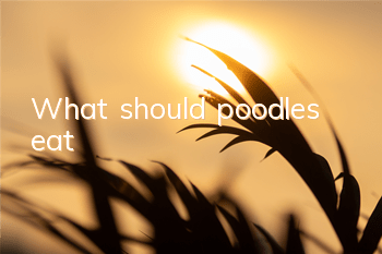 What should poodles eat?