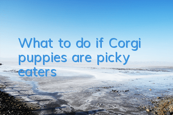 What to do if Corgi puppies are picky eaters