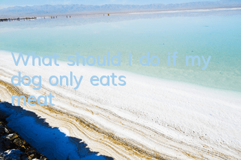 What should I do if my dog ​​only eats meat?
