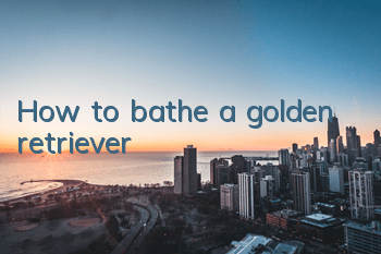 How to bathe a golden retriever