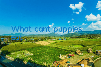 What can’t puppies eat?