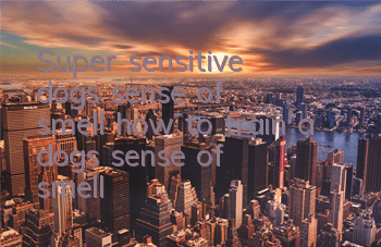TSuper sensitive dog's sense of smell, how to train a dog's sense of smell?