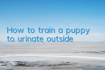 How to train a puppy to urinate outside